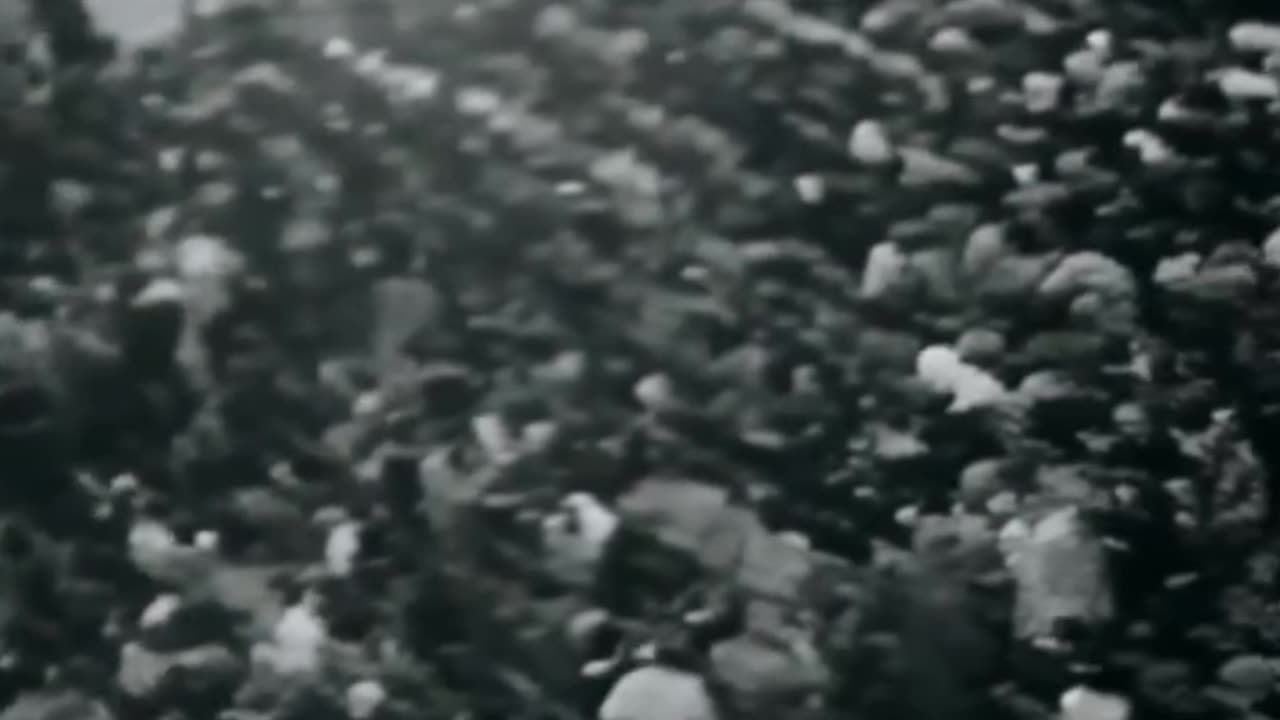 Elvis Presley Live 1957