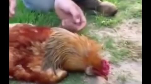 😮🐔 I can't believe this actually works, chicken hypnotized by a line! | FeedMyCuriosity