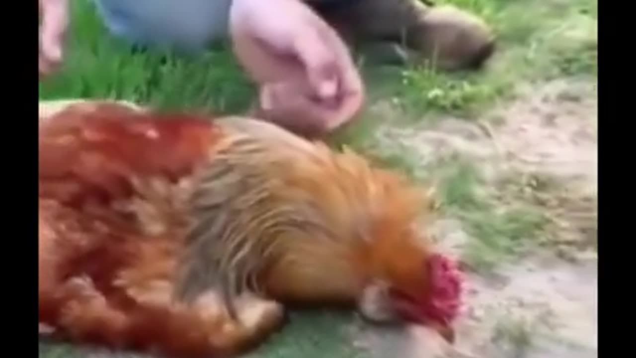 😮🐔 I can't believe this actually works, chicken hypnotized by a line! | FeedMyCuriosity
