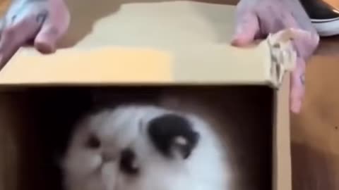 Funny Animals 2025 Funny Cats and Dogs Video Part 22