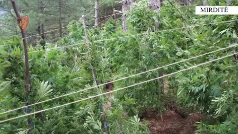 LEZHE PARCELA KANABIS