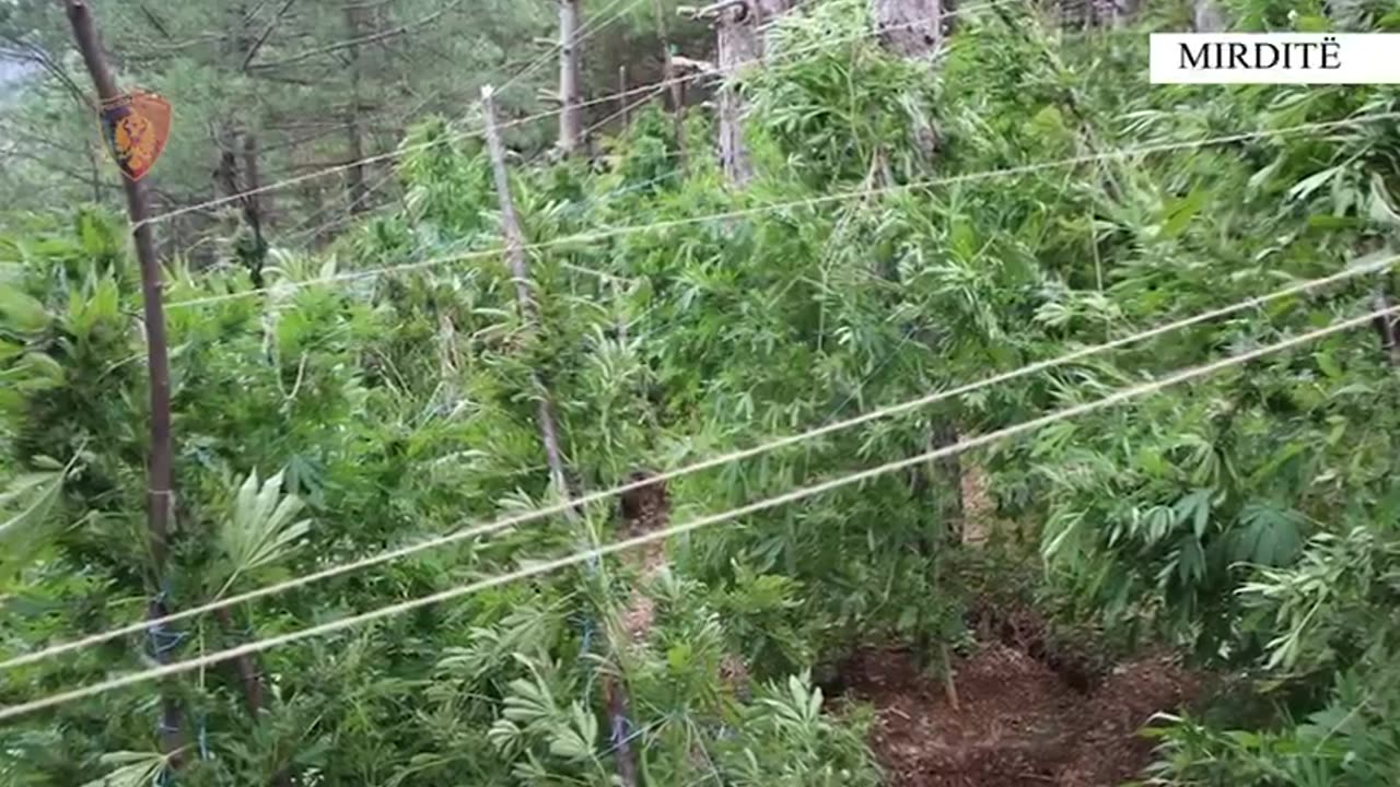 LEZHE PARCELA KANABIS