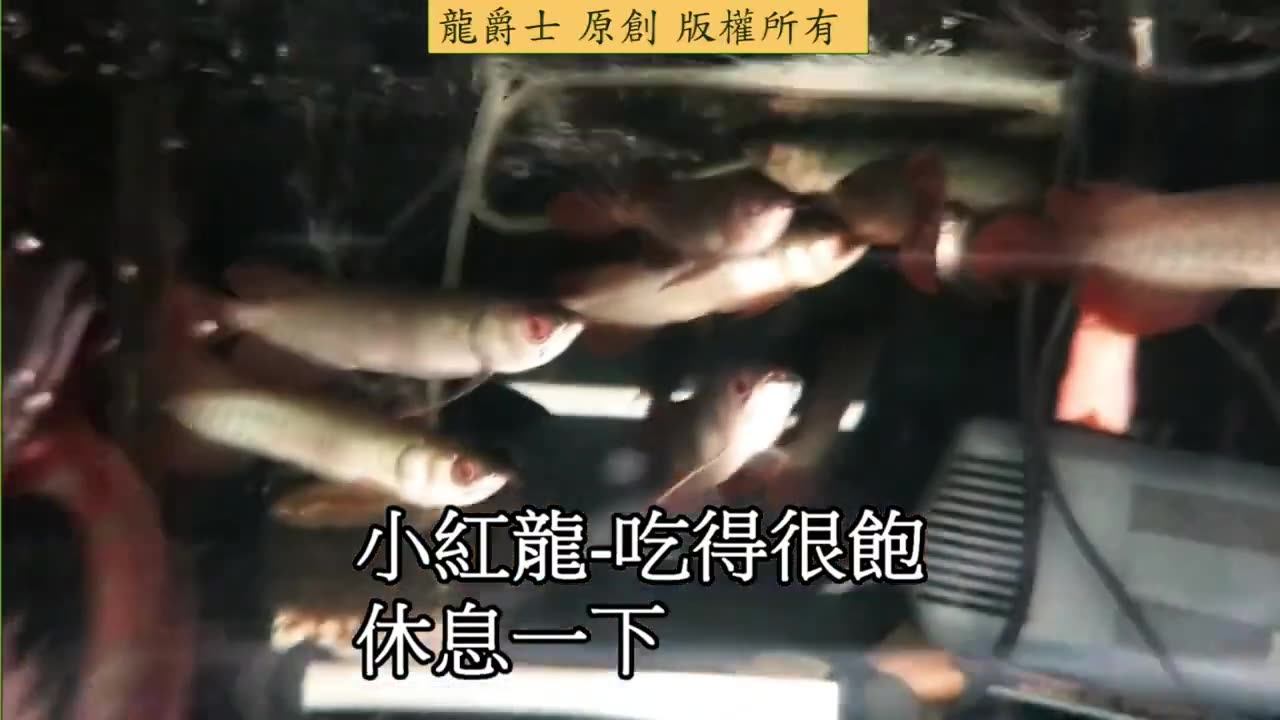 【龍爵士】紀錄 冬天 慢慢發色