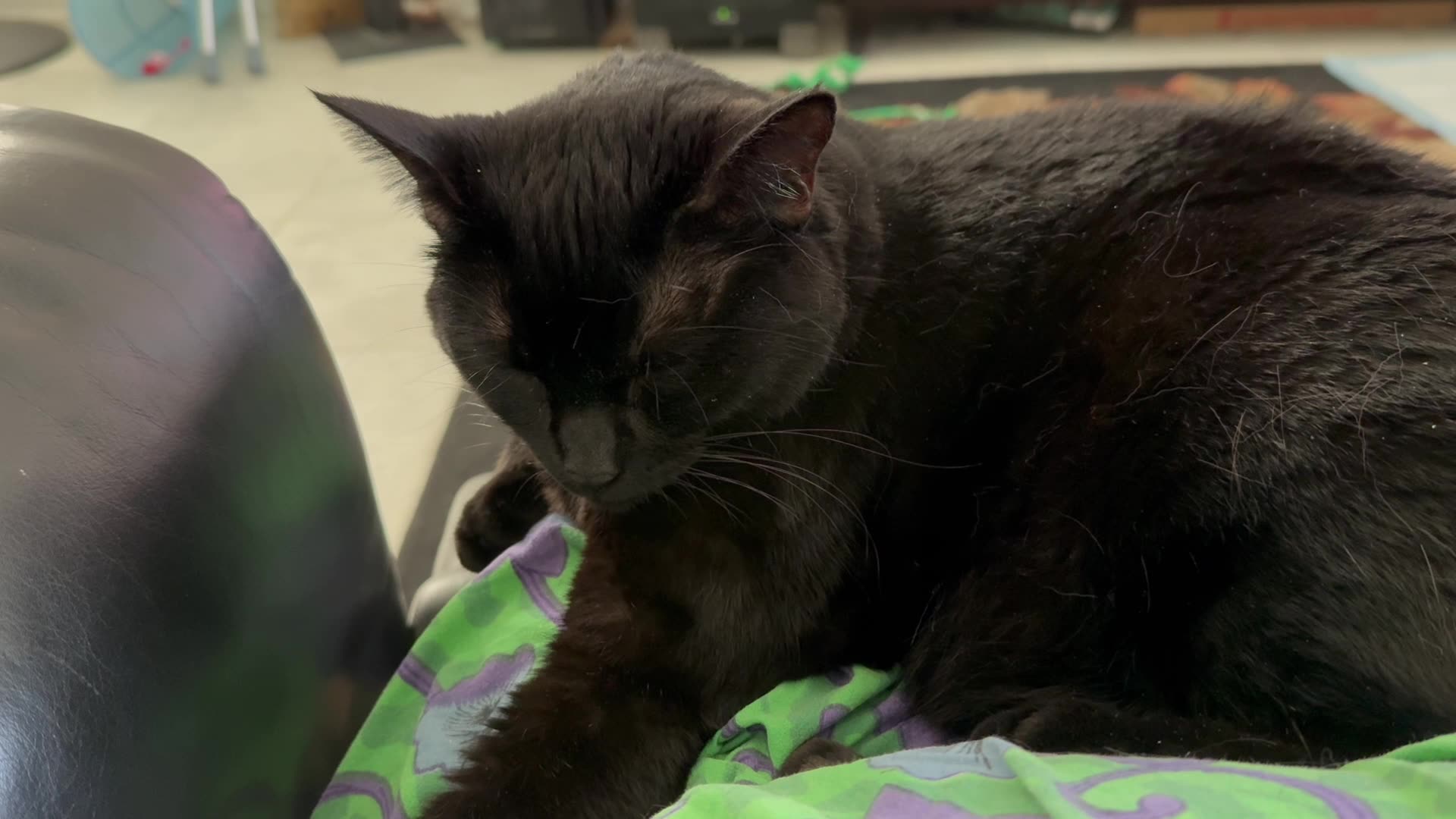 Cute Precious Piper Falls Asleep While Holding Up the Chair Arm - My Adopted Shelter Cat Vlog