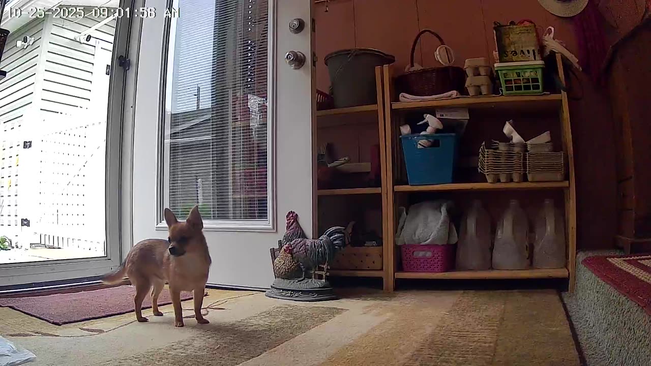 A Teddy Bear On The Porch!