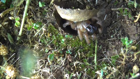 Trapdoor Spider Gets Some Rain