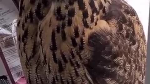 Playful Clever Owl