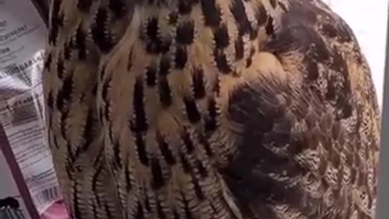 Playful Clever Owl