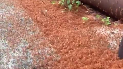 The migration of the red crab