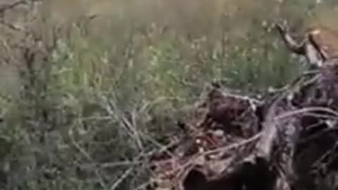 Generations of Palestinian heritage destroyed Israel targets Palestines last seed bank