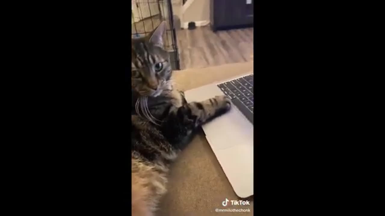 animals