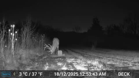 Backyard buck 2025