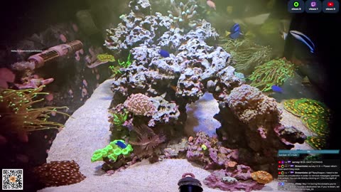 24/7 Real Live Reef Stream