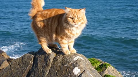 The Adorable Adventure of the Orange Cat Fishing!