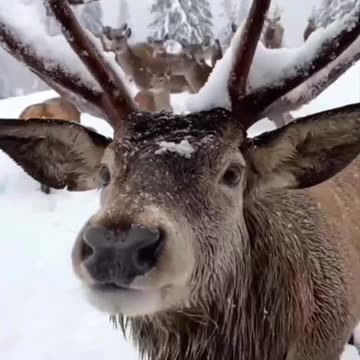 Feeding the deer before the big day