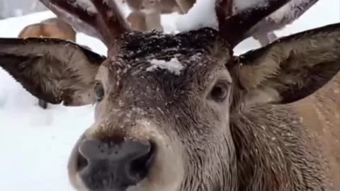 Feeding the deer before the big day