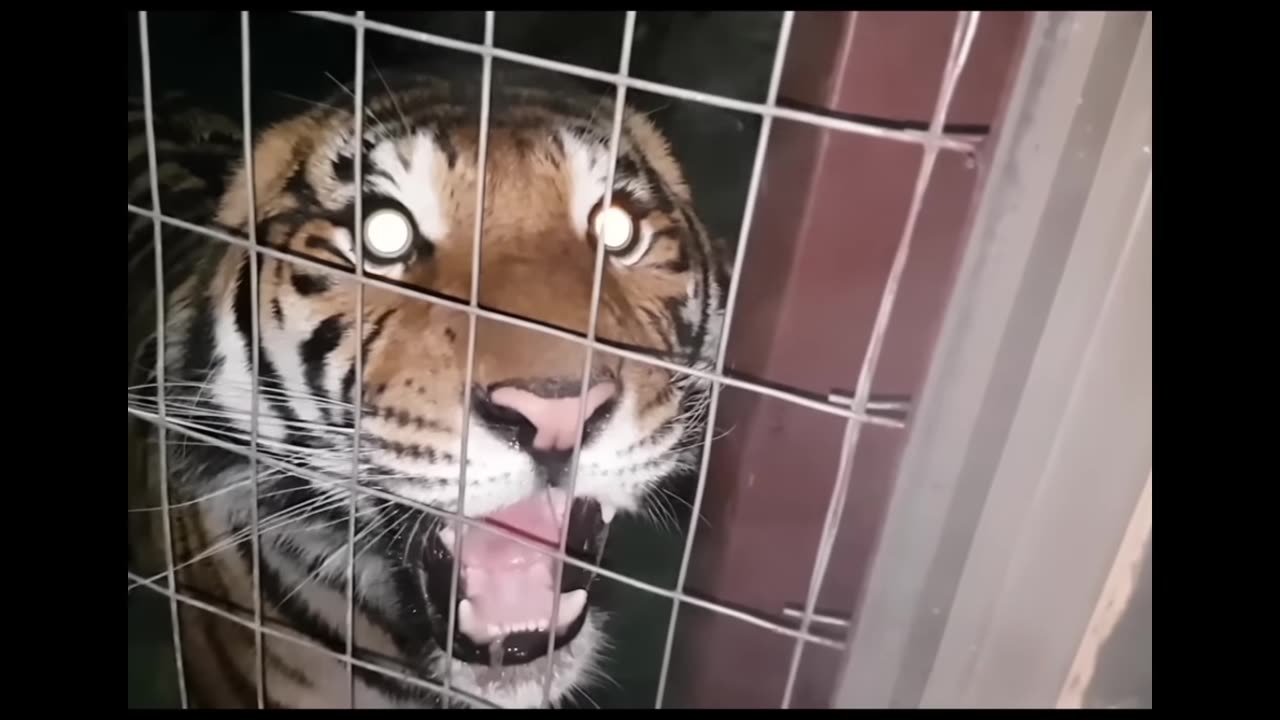 Big cat roar part 1 #viralvideo #youtubeshorts Animal sound edit