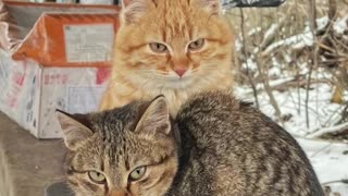 A new unit in the border guards' dugouts - fluffy and tailed😻