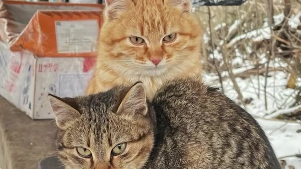 A new unit in the border guards' dugouts - fluffy and tailed😻