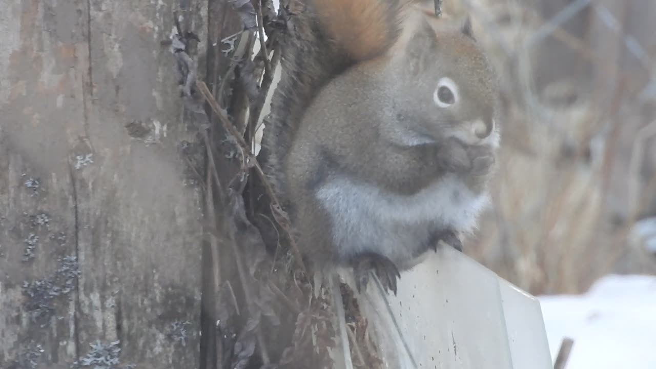 rocky the squirrel