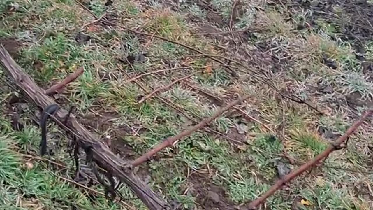 ТРИФОН ЗАРЕЗАН В БЕСАРАБИЯ