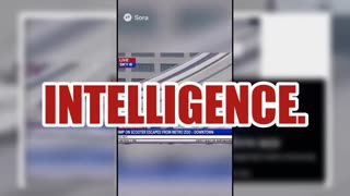 Fact Check: Chimp On Scooter Video Is NOT Real, Did NOT 'Escape From Metro Zoo Downtown' -- AI