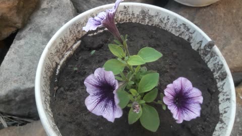 Purple cuties in a pot