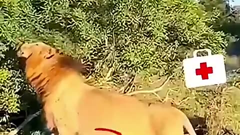 Being a King is Not Easy