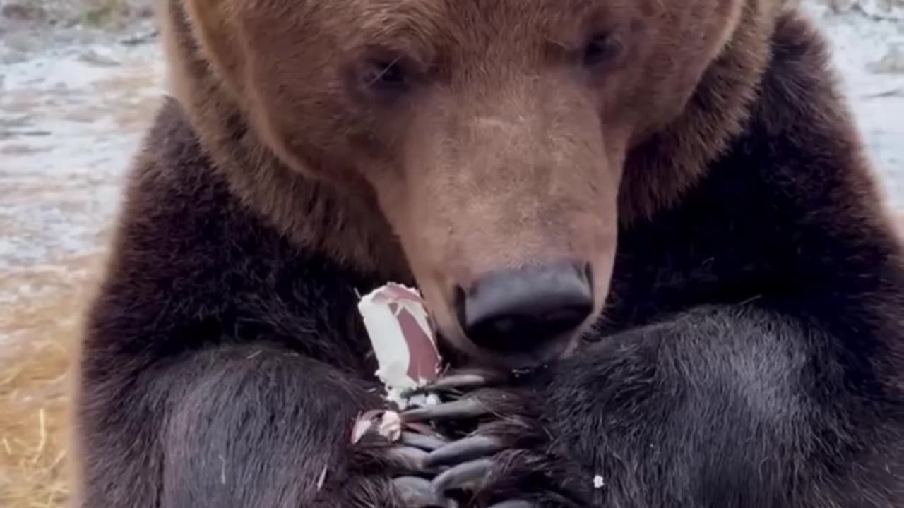 Feeding bears in Russia - favourite national passtime