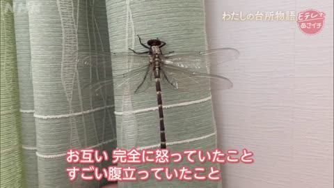 ETV あさイチ わたしの台所物語 40代女性 5人暮らしの台所