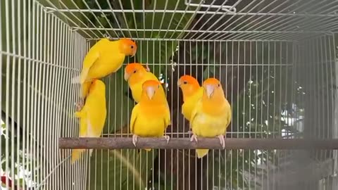 Beautiful lutino orange face opline