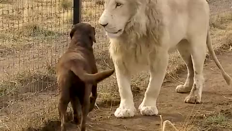 Lion and Dog