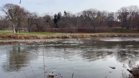 December 1 visit to the park in Toronto