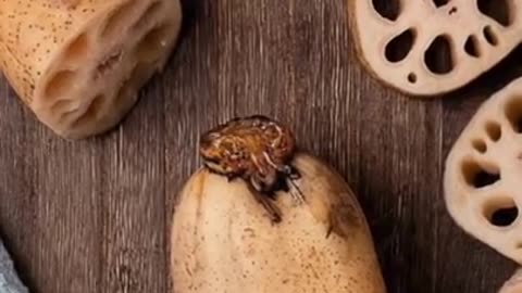 Four amazing benefits of eating lotus cucumber