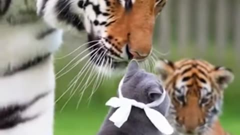 Cat and tiger funny moment
