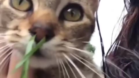 Funny animal videos 🤣🐈🐕🐃🐪😂
