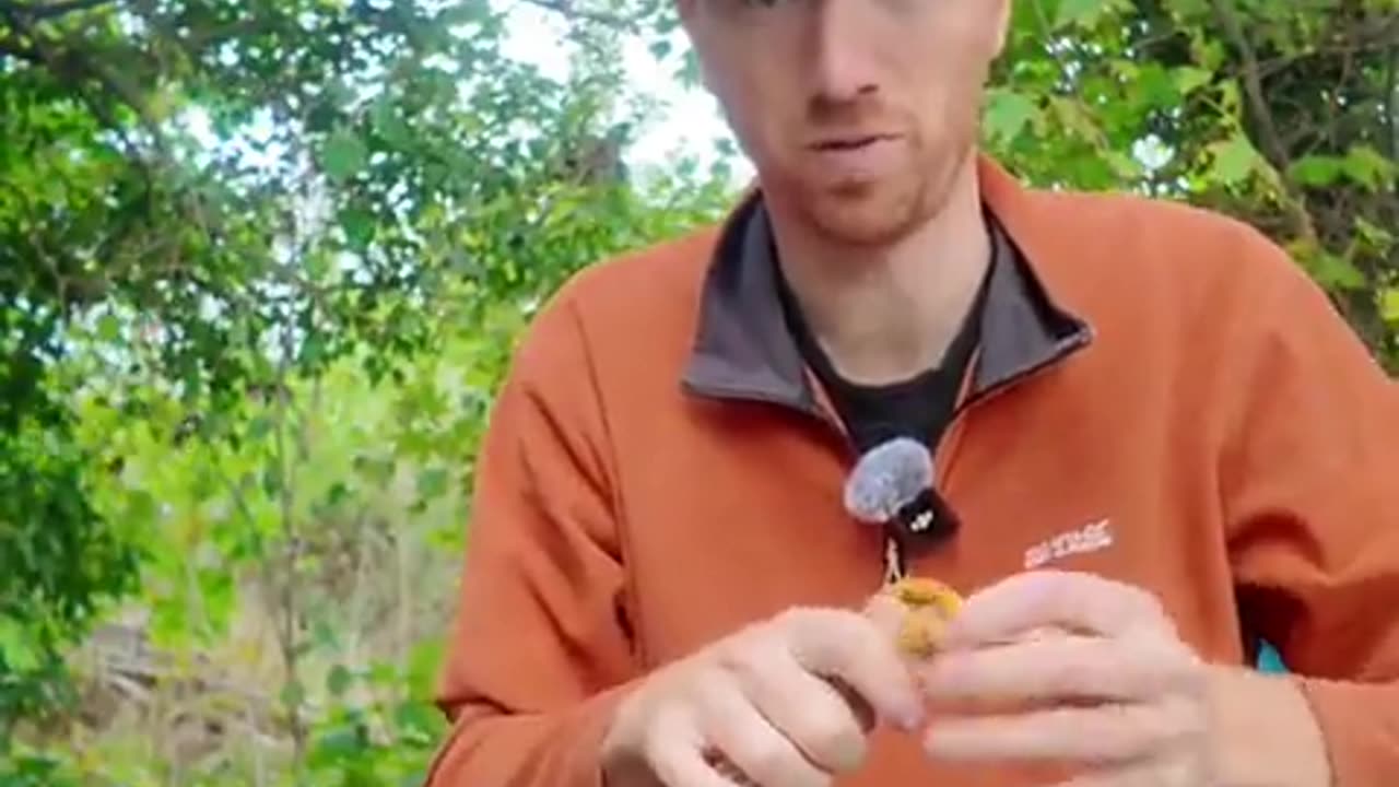 🐦📝 Amazing Bird Census Method! 🐦 'Ringing' Birds For Data | FeedMyCuriosity