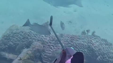 Spearfishing giant mutton snapper