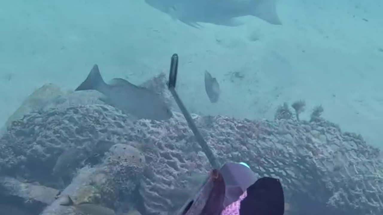 Spearfishing giant mutton snapper