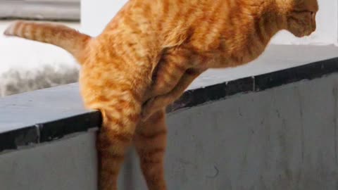 Mischievous Cat Pranks Its Friend – You Won’t Stop Laughing! 😂"