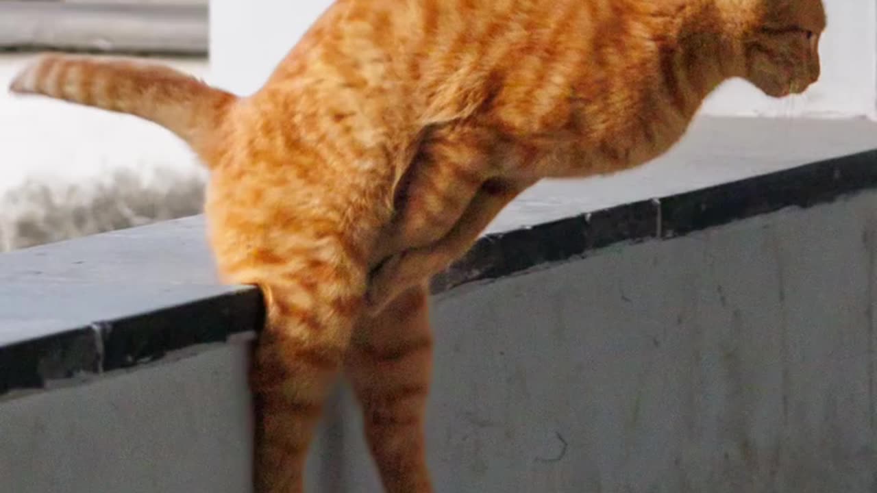 Mischievous Cat Pranks Its Friend – You Won’t Stop Laughing! 😂"