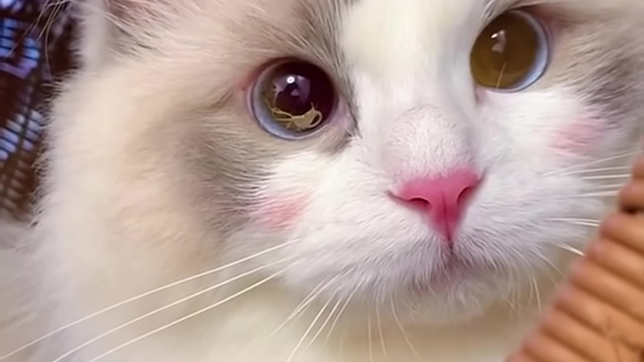 SUPER CUTE!!! 🐱🎬 007 Aww Cute Cats Videos: The Ultimate Try Not to Laugh Challenge!