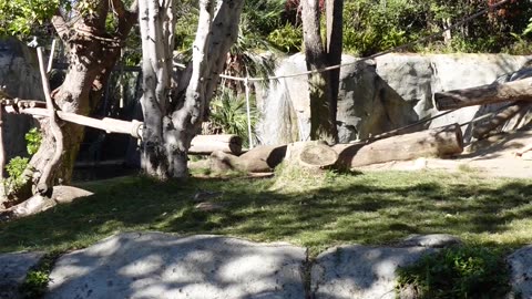 Gorilla at the San Diego Zoo