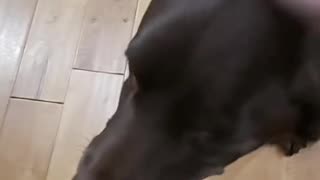 Chief is a good dog.