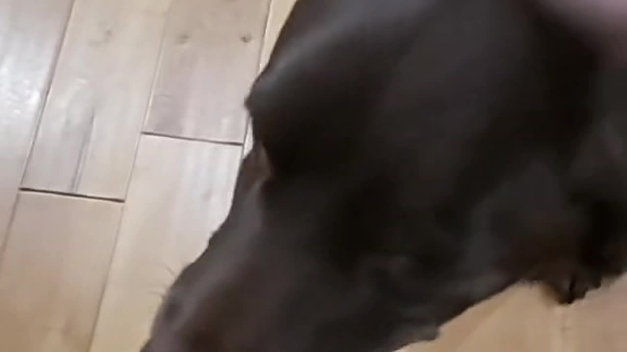 Chief is a good dog.