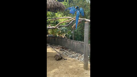 Blue-and-yellow Macaws 🦜 #macaws #macaw #viral #followme #trending #shorts