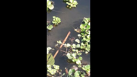 small fish under water