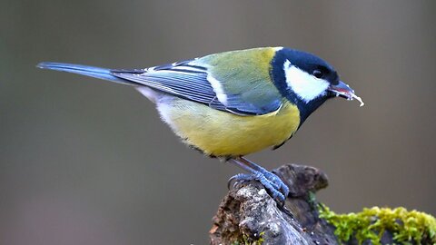 Great Tits and Some Nuthatches Enjoying Sunflower Seed Kernels