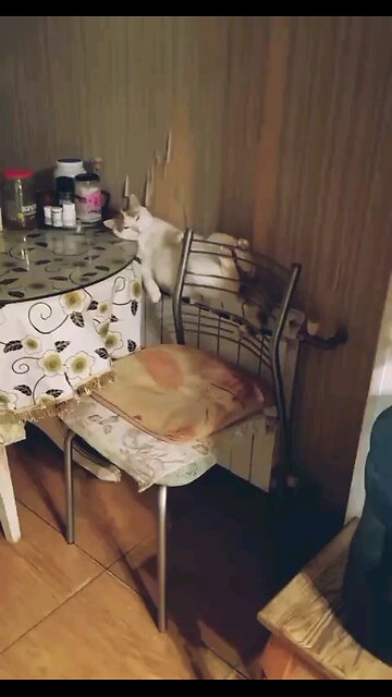 LIVE INDIANA VILLAGE FISHING Playtime Will Melt Your Heart Adorable Puppy Cute animal kitten