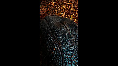 Train a dragon
